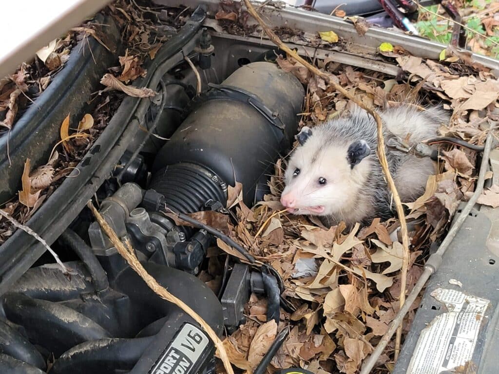 Opossum living under the hood of a junk car.